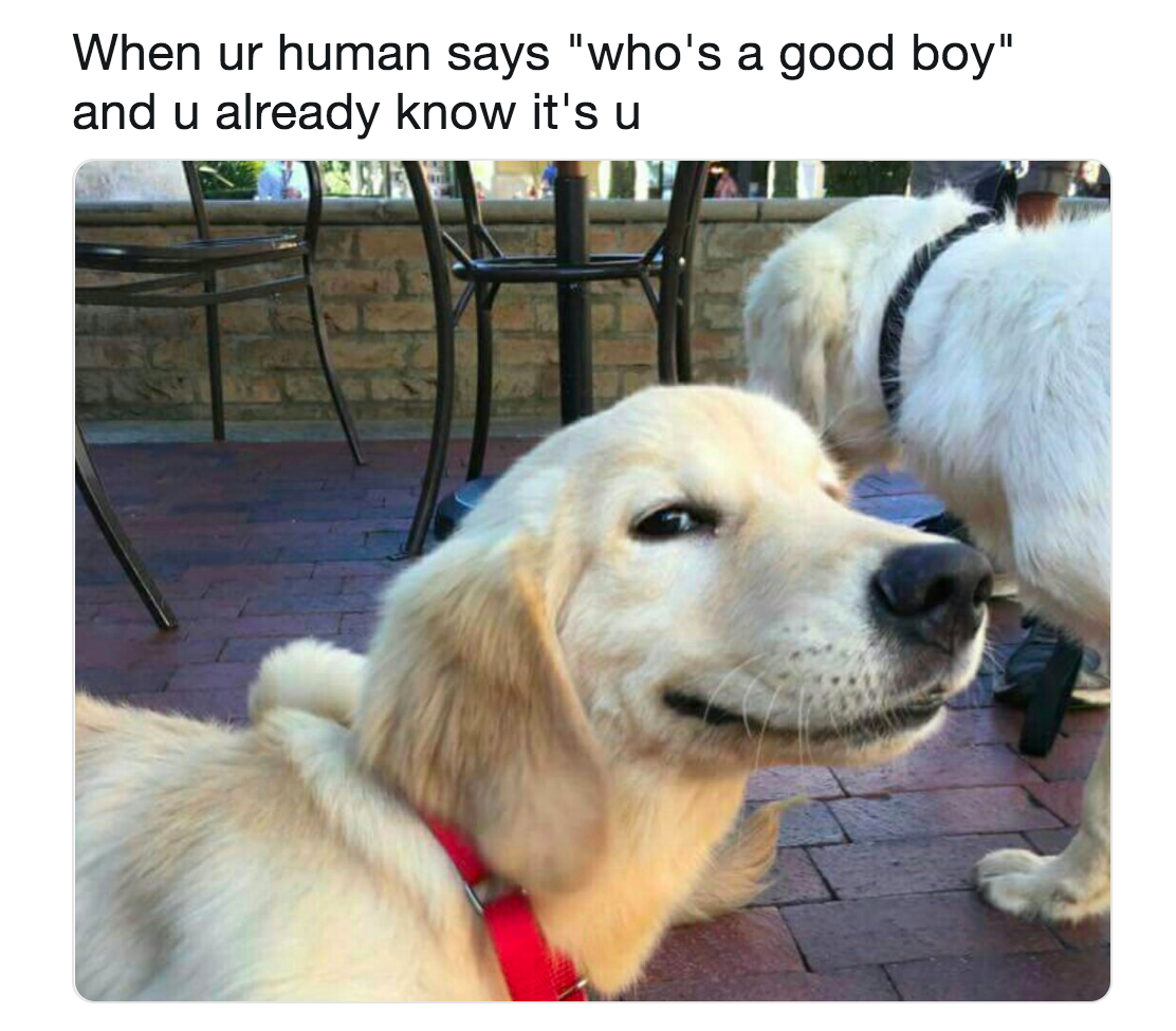 Dog accessories