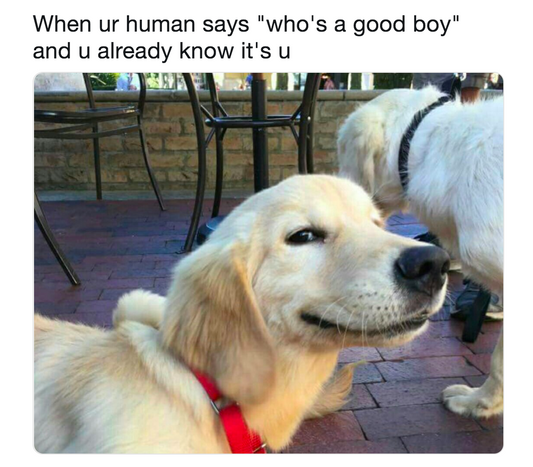 Dog accessories